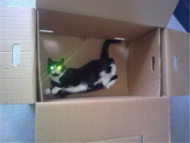 Blanding af racer Midde billede 8