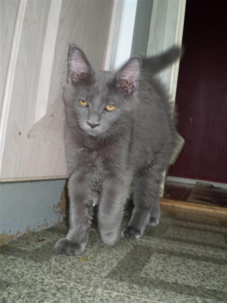 Maine Coon Buller R.I.P mors baby billede 12