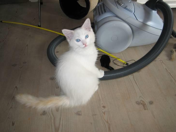 Ragdoll Simba - Et sjovt legetøj sådan en støvsuger, så længe den ikke larmer...!!! Simba LilleMis - 3 mdr. gammel billede 2