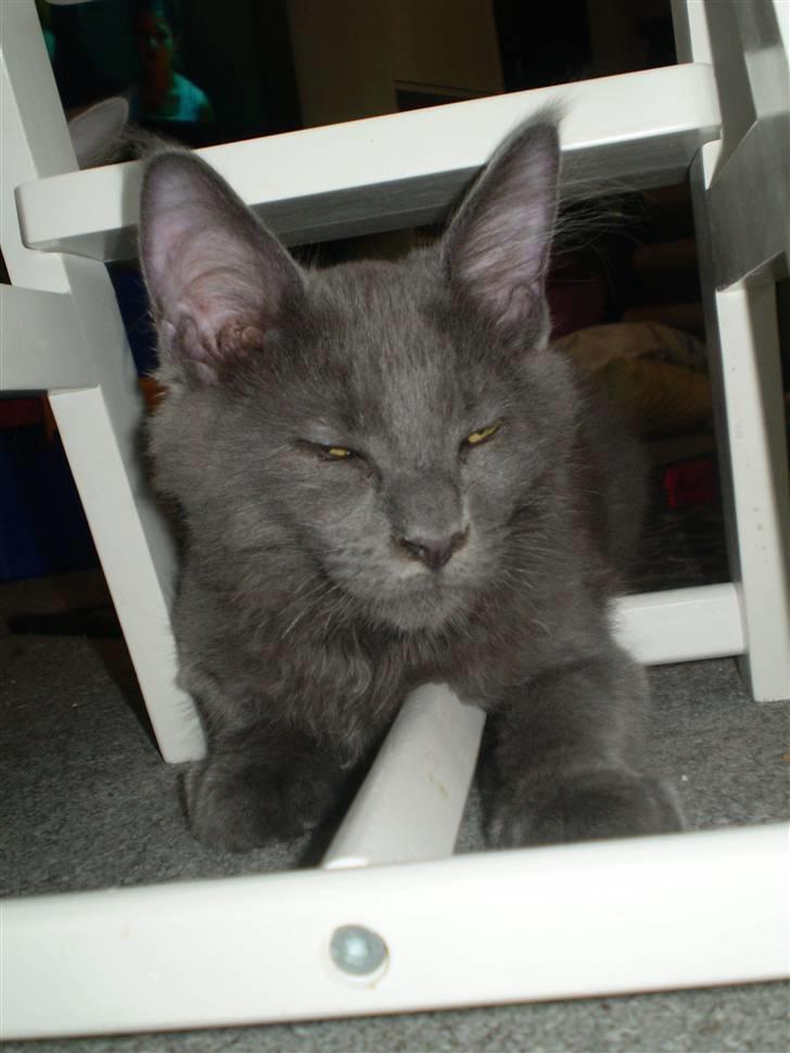 Maine Coon Buller R.I.P mors baby billede 13