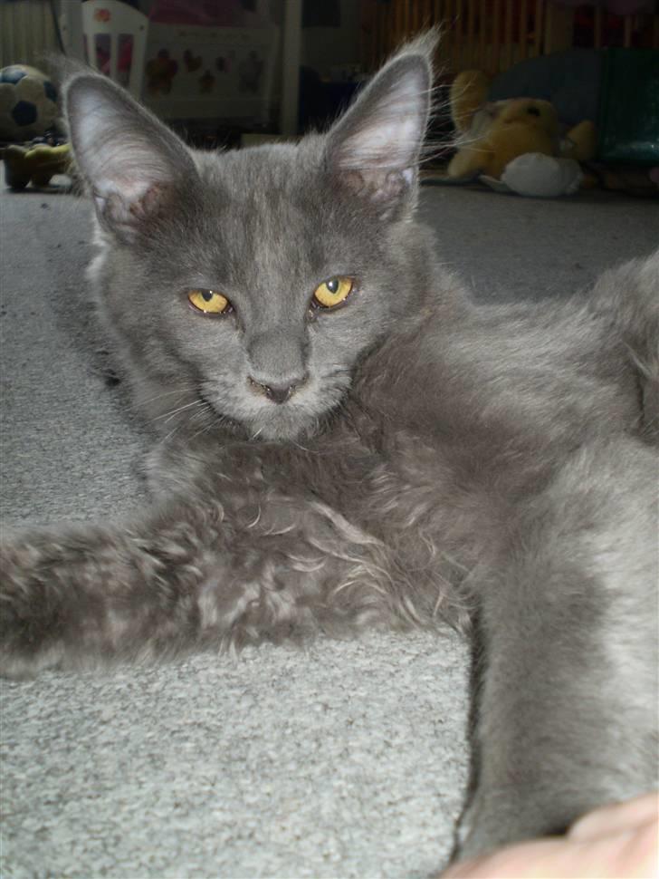 Maine Coon Buller R.I.P mors baby billede 14