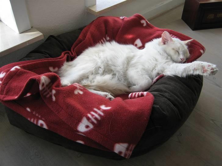 Ragdoll Simba - Hvad er bedre end min helt egen seng, når jeg bare er en træt lille mis ;) billede 5