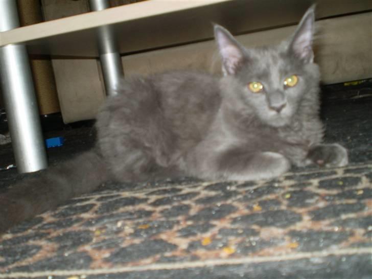 Maine Coon Buller R.I.P mors baby billede 15