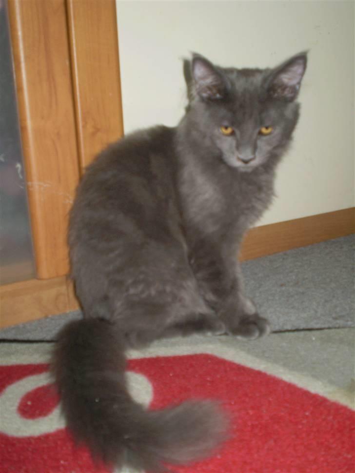 Maine Coon Buller R.I.P mors baby billede 16