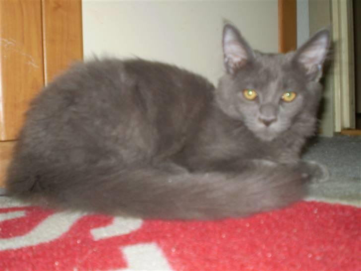 Maine Coon Buller R.I.P mors baby billede 17