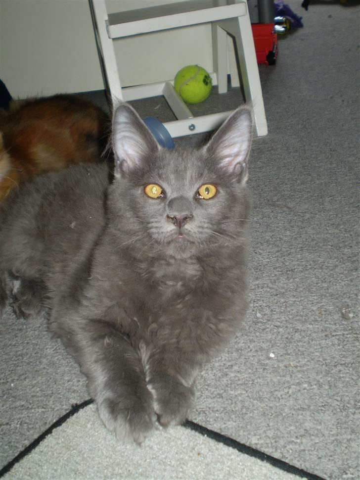 Maine Coon Buller R.I.P mors baby billede 18