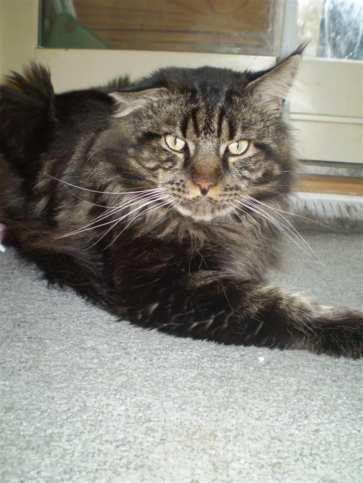 Maine Coon Sylvester billede 9