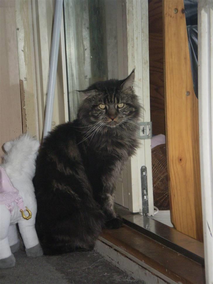 Maine Coon Sylvester billede 10