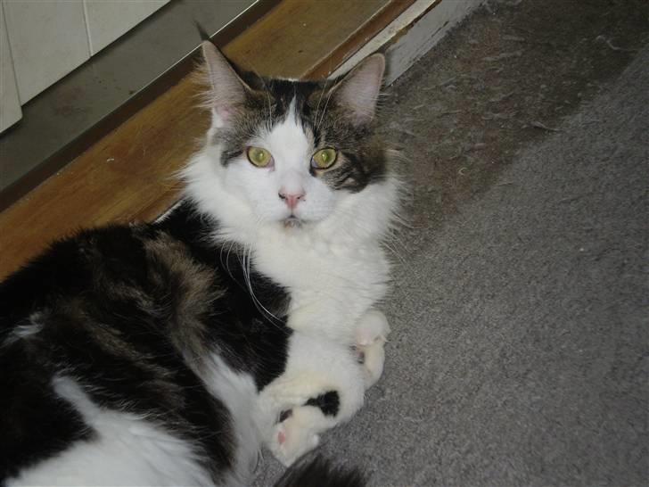 Maine Coon R.I.P smukke Basse billede 14