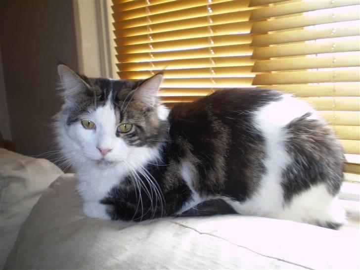 Maine Coon R.I.P smukke Basse billede 15