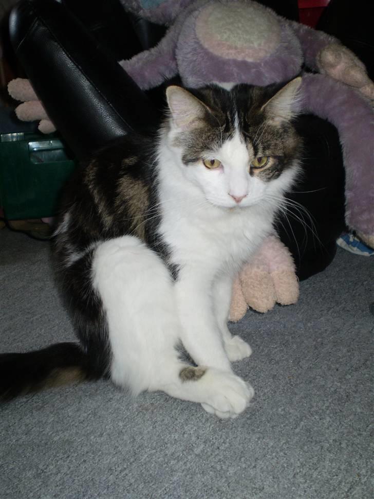 Maine Coon R.I.P smukke Basse billede 16