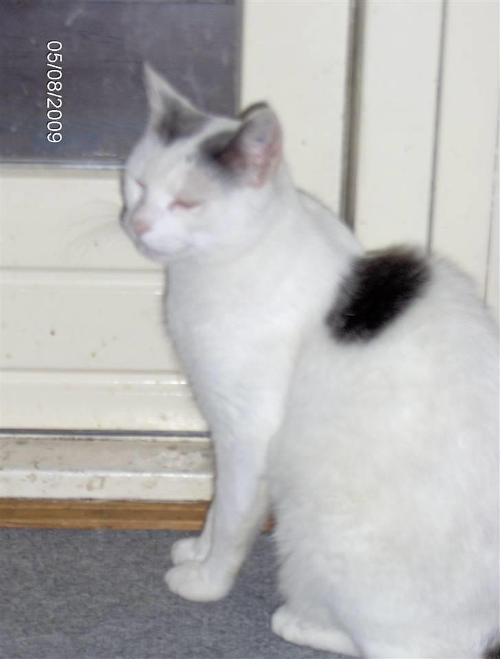 Huskat phoebe billede 1