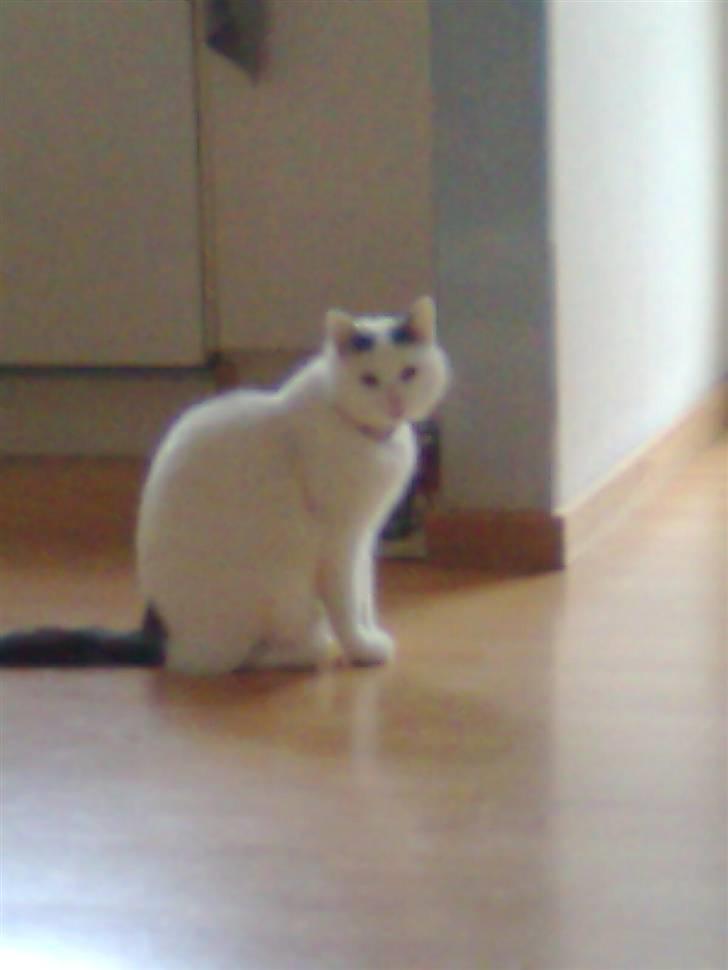 Huskat phoebe billede 2