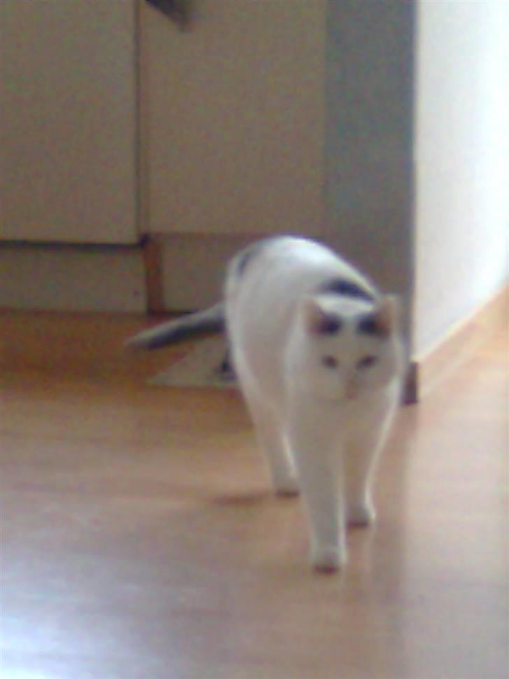 Huskat phoebe billede 3