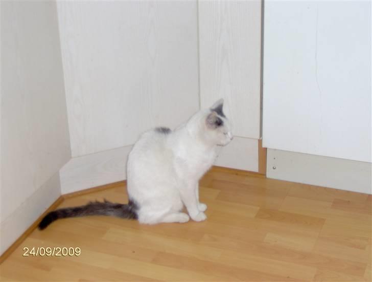 Huskat phoebe billede 4