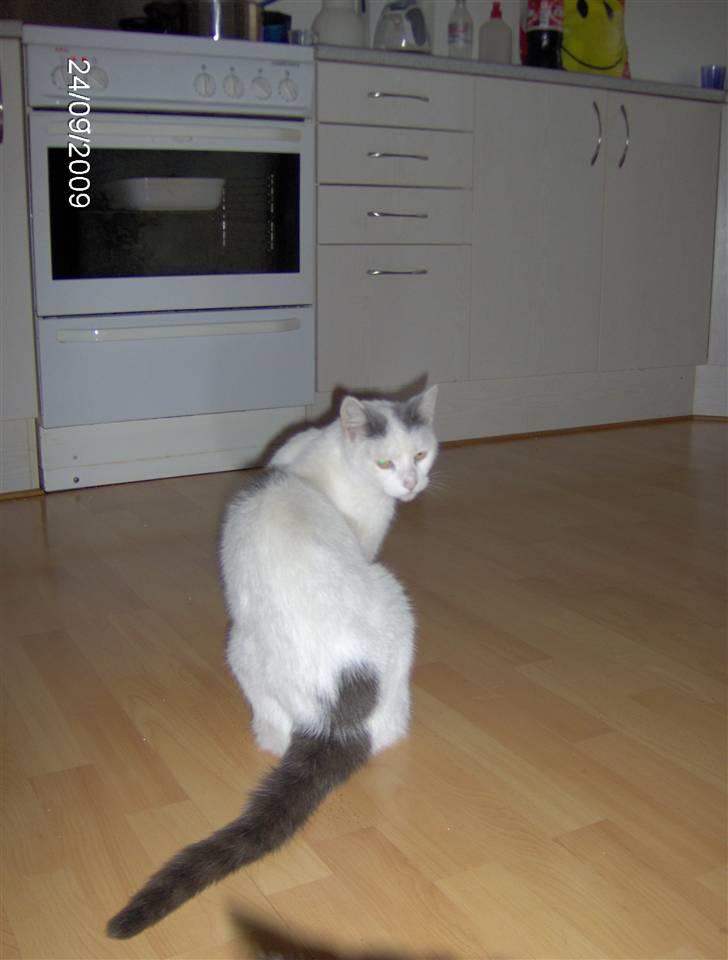 Huskat phoebe billede 5