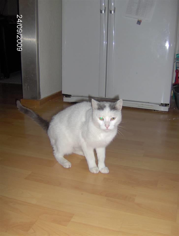 Huskat phoebe billede 6