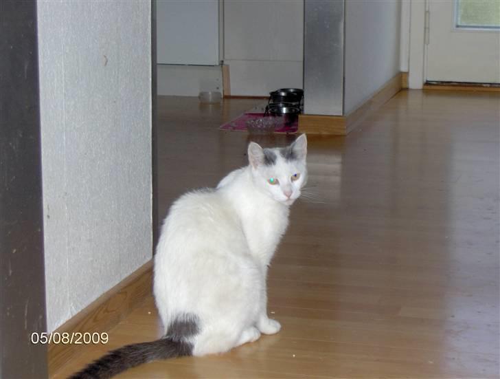Huskat phoebe billede 8