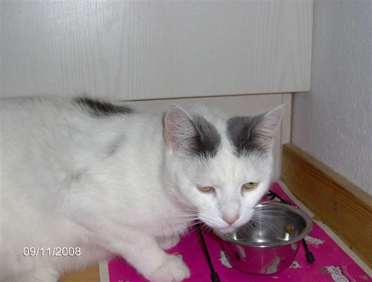 Huskat phoebe billede 9