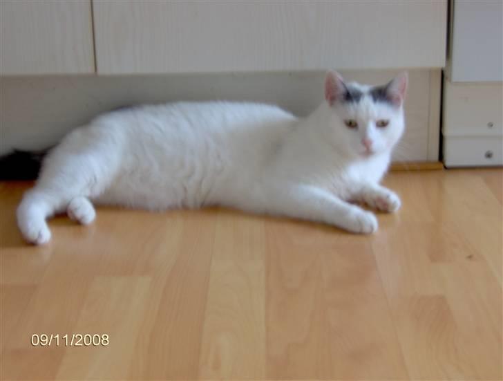 Huskat phoebe billede 10