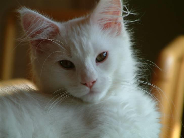 Maine Coon Gizmo billede 1