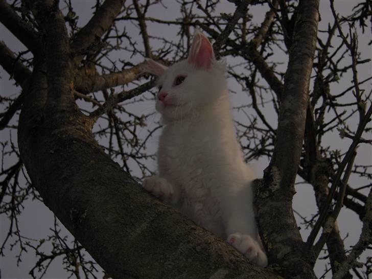 Maine Coon Gizmo billede 2