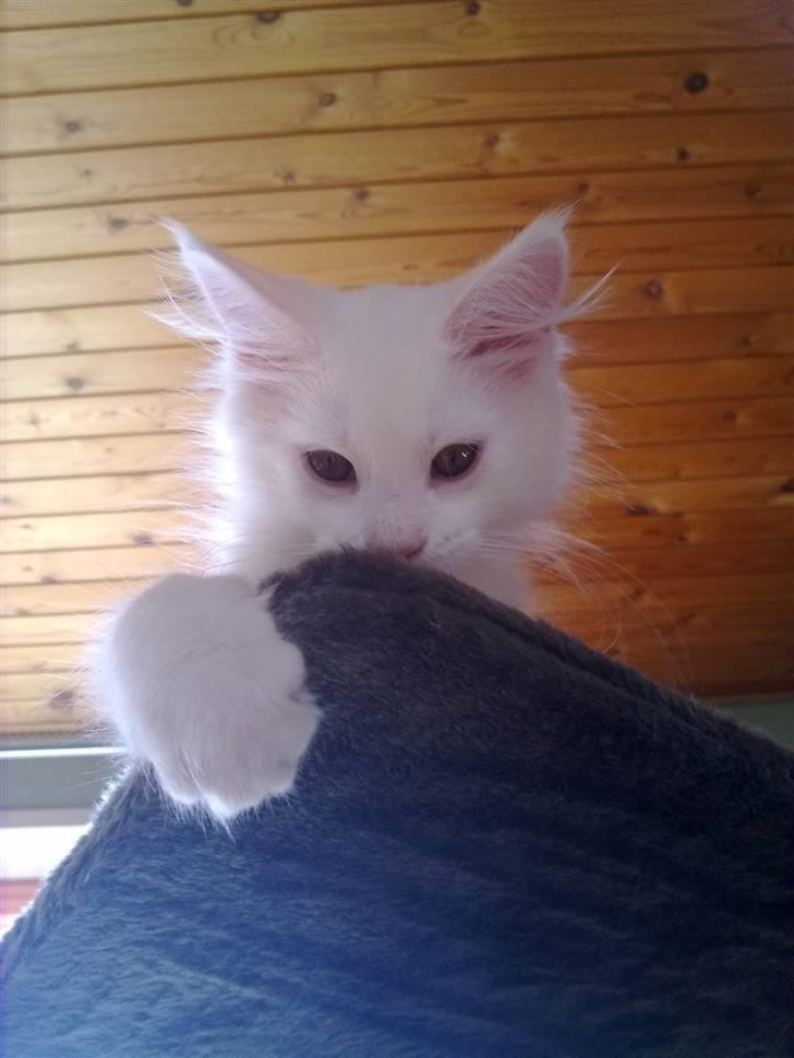 Maine Coon Gizmo billede 4