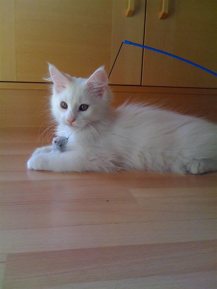 Maine Coon Gizmo billede 6