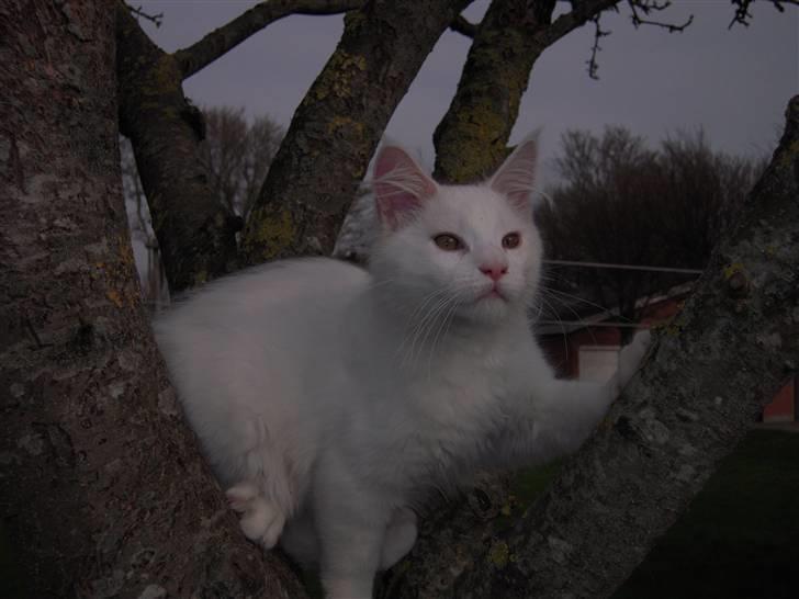 Maine Coon Gizmo billede 7