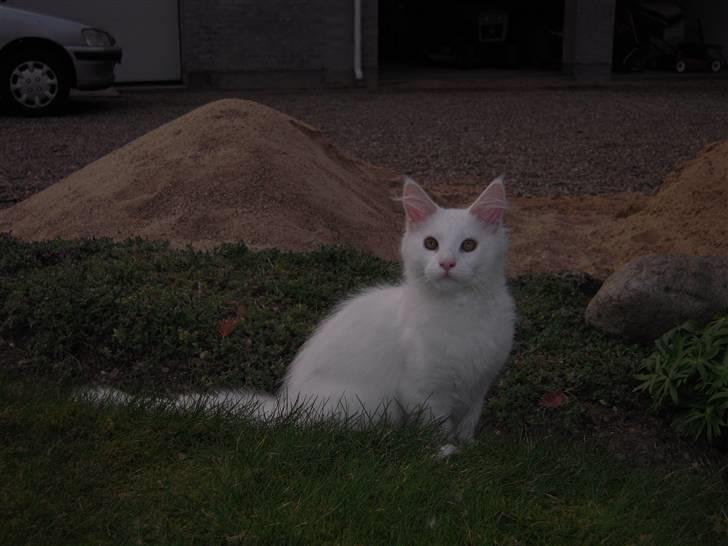 Maine Coon Gizmo billede 8