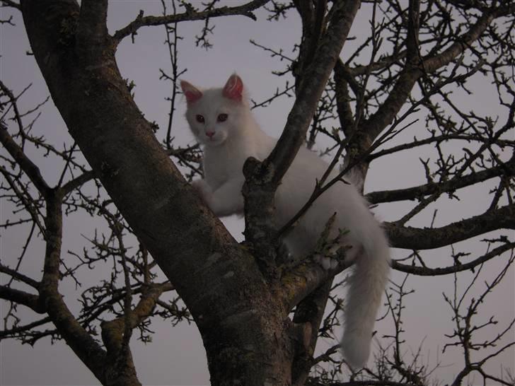 Maine Coon Gizmo billede 9