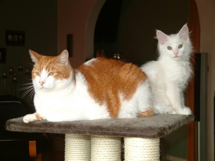 Maine Coon Gizmo billede 10