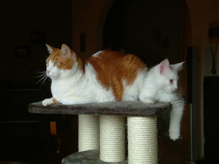 Maine Coon Gizmo billede 11