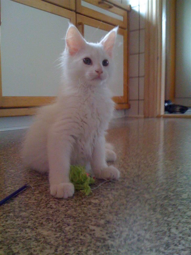 Maine Coon Gizmo billede 12