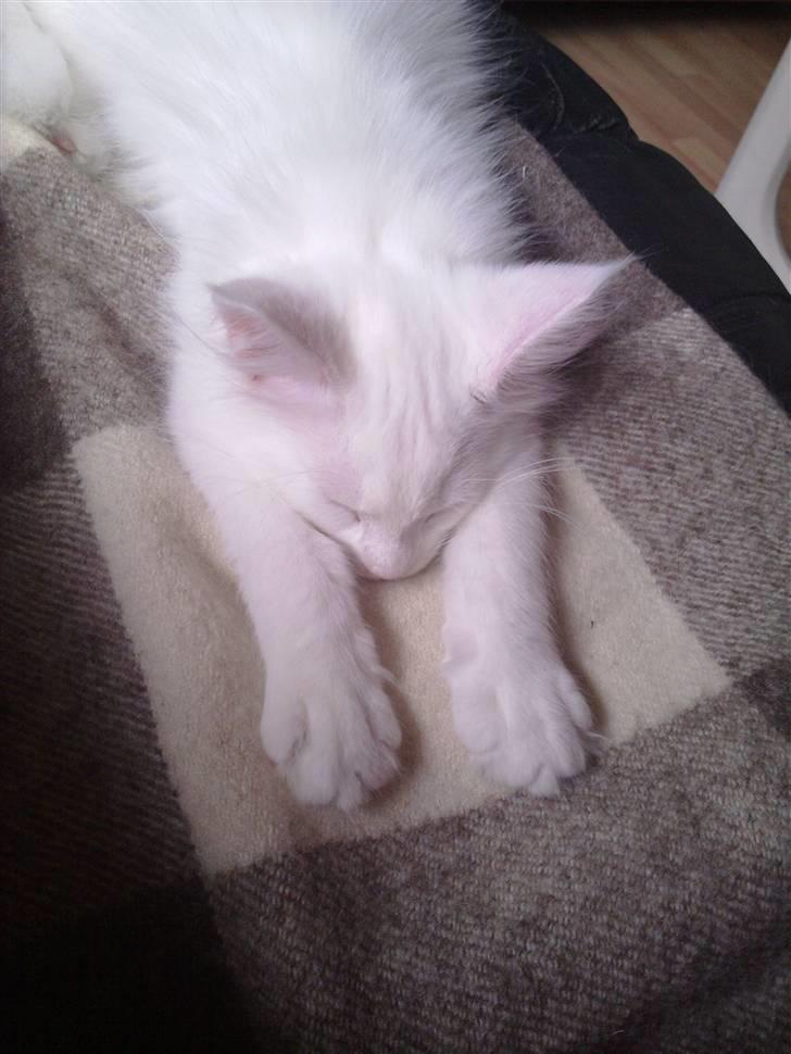 Maine Coon Gizmo billede 13