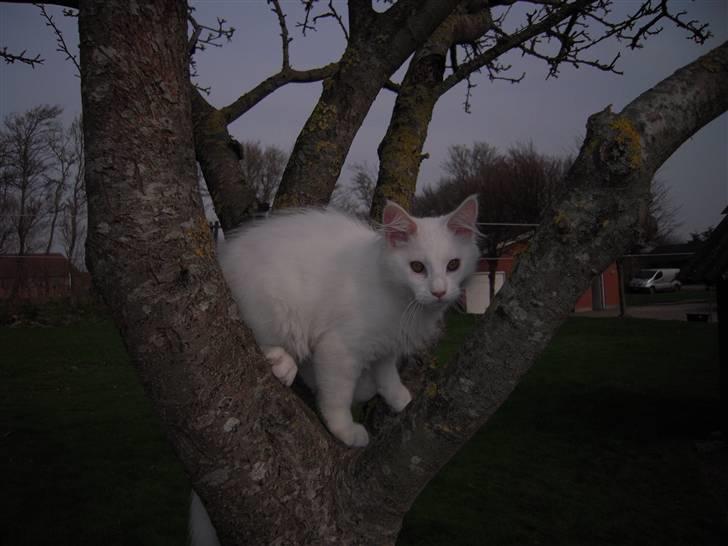 Maine Coon Gizmo billede 14