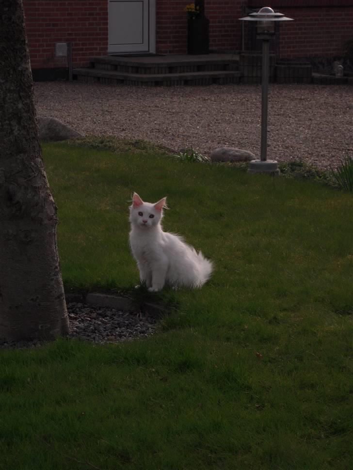 Maine Coon Gizmo billede 15