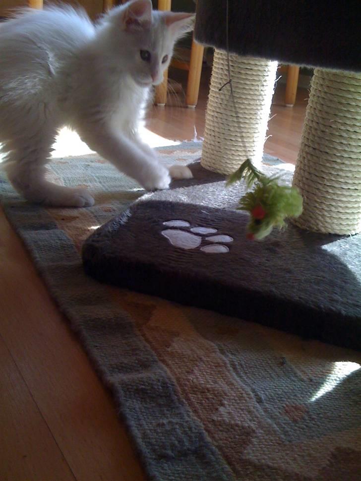 Maine Coon Gizmo billede 16