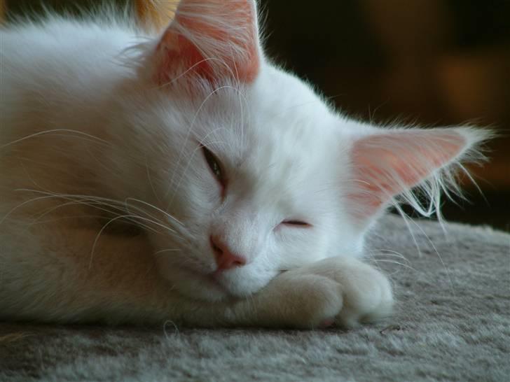 Maine Coon Gizmo billede 18