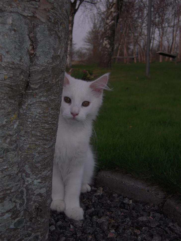 Maine Coon Gizmo billede 19