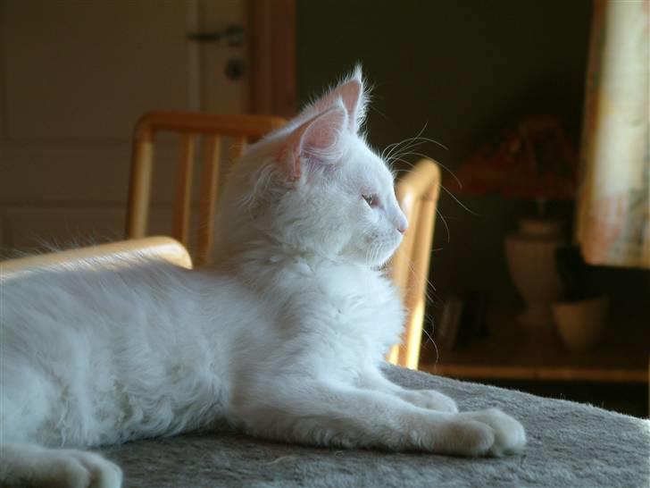 Maine Coon Gizmo billede 20