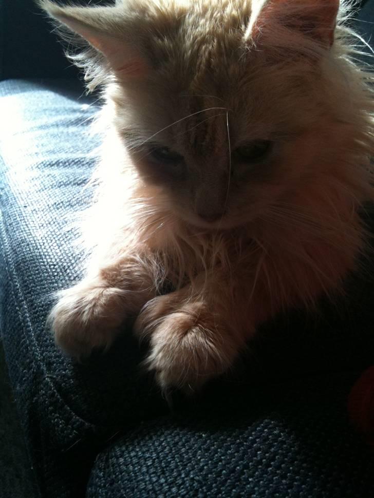 Blanding af racer Bella (P)  billede 14