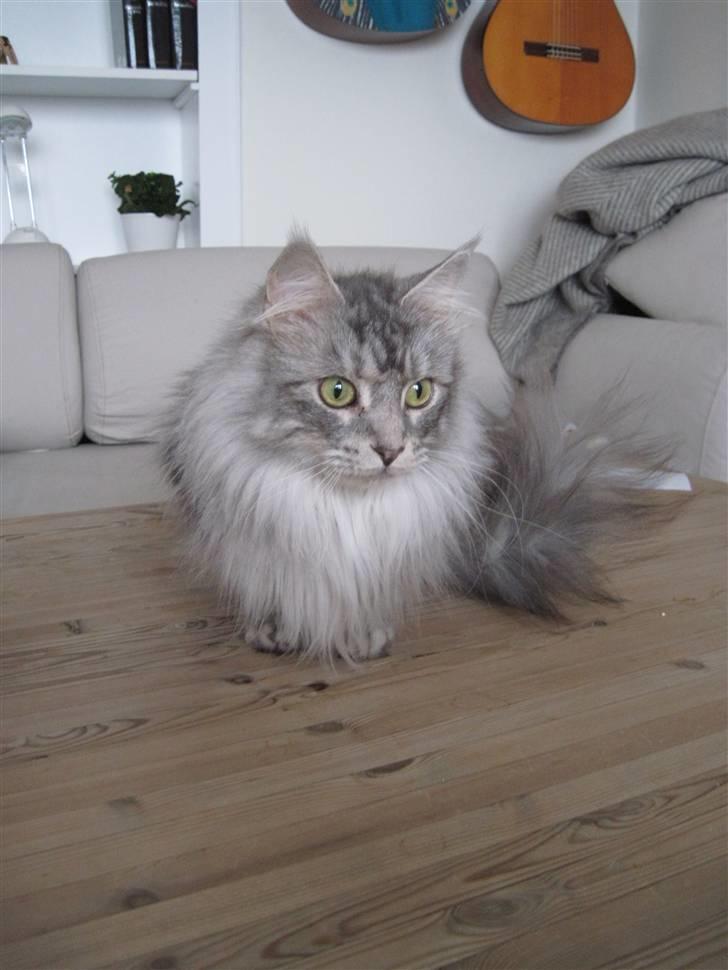 Blanding af racer Bjørk billede 2