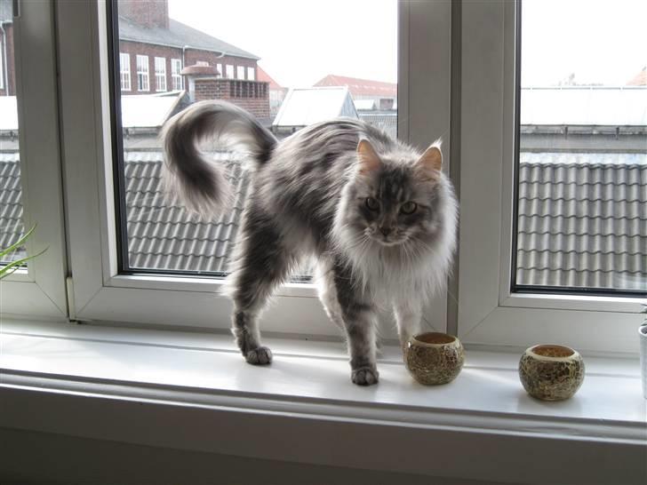 Blanding af racer Bjørk billede 3