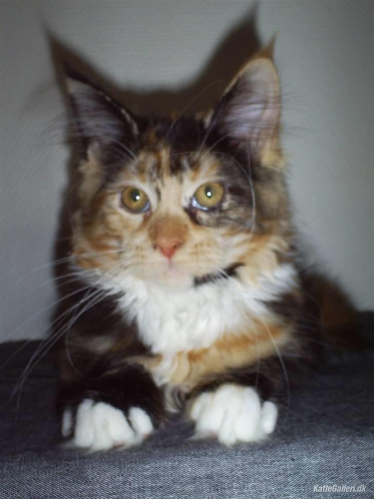 Maine Coon Abby coon's Belisha - Belisha 20 uger billede 1