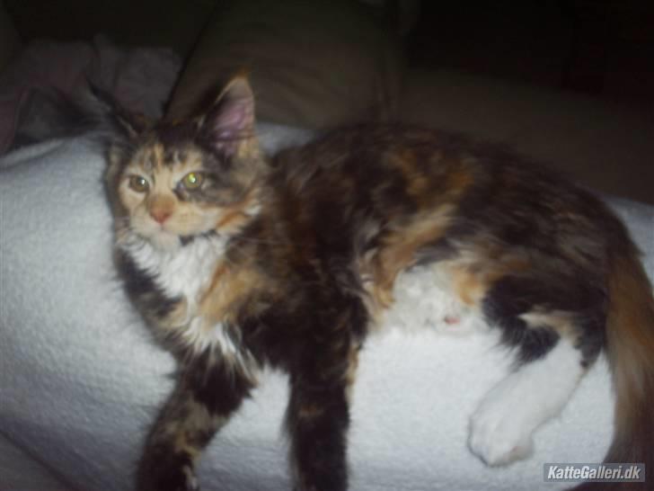 Maine Coon Abby coon's Belisha - råhygge i sofaen :o) billede 2