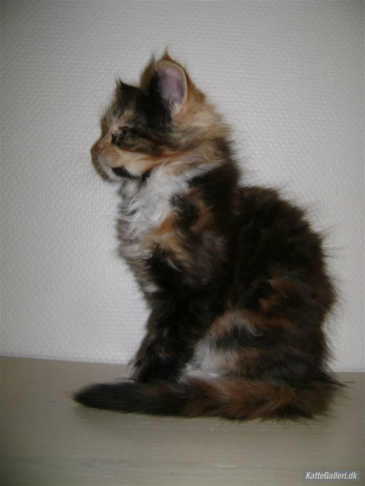 Maine Coon Abby coon's Belisha - belisha 8 uger billede 3
