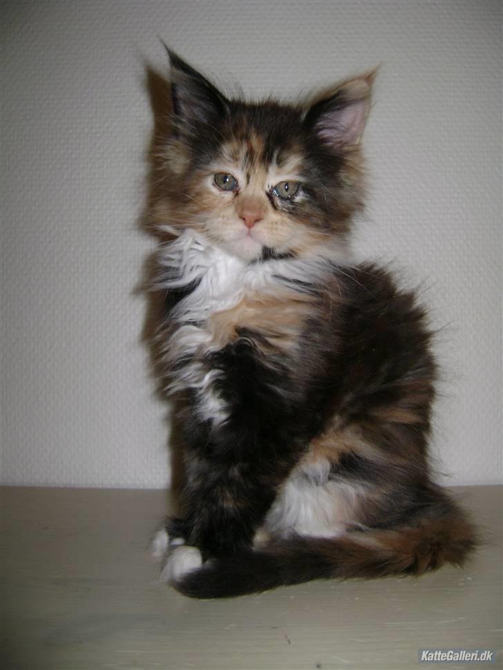 Maine Coon Abby coon's Belisha - belisha 8 uger billede 4