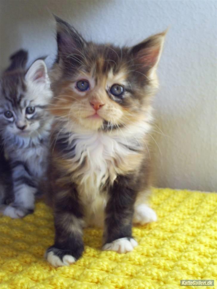 Maine Coon Abby coon's Belisha - Belisha 6 uger billede 5