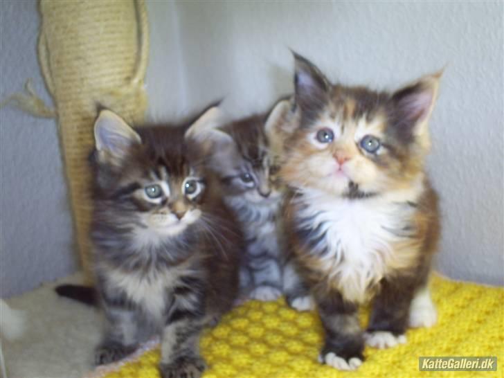 Maine Coon Abby coon's Belisha - Belisha og hendes søskende billede 6